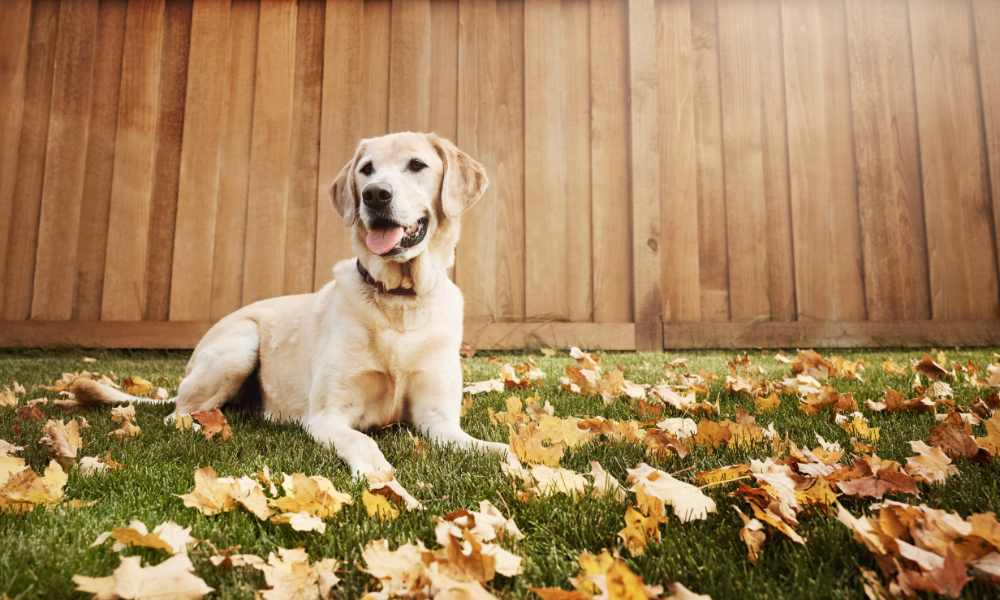 Enhancing Your Furry Friend’s Mobility: 10 Hip and Joint Care Supplements for Dogs